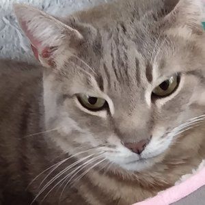 Meet your Posher, ckcatlover